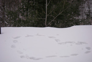 heartinsnow.jpg