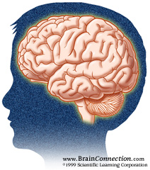 www.BrainConnection.com