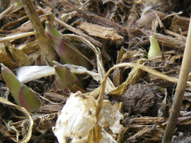 hosta
