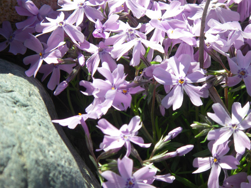Creeping phlox