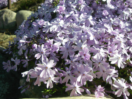 Creeping phlox
