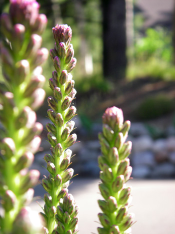 Some sturdy Gay Feather plants in my garden