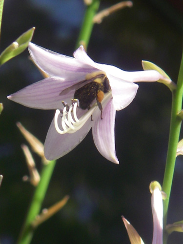 Bee in the garden