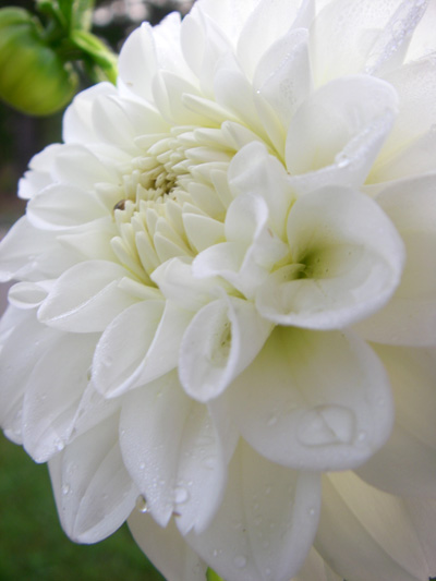 A dahlia in the morning sun