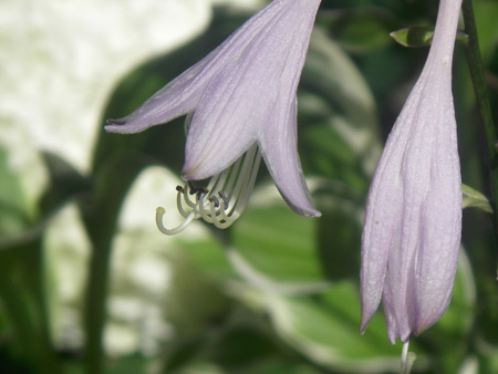 Hosta in bloom