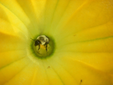 Bee on zucchini blossom