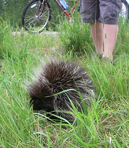 My son nudges a porcupine toward the camera on a family bike ride