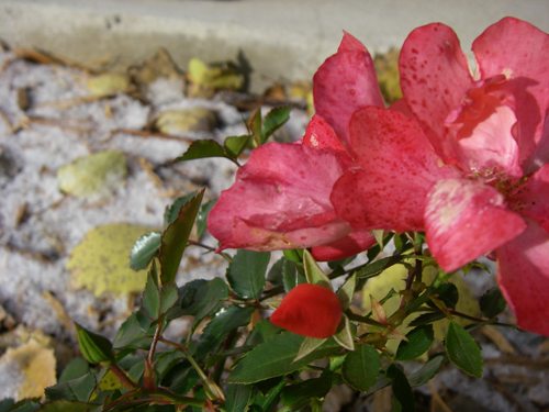 A rose bush in the snow A rose bush in the snow
