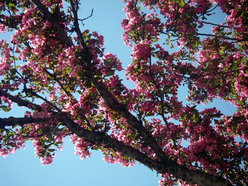 The view through my sun roof of a flowering crab-apple tree The view through my sun roof of a flowering crab-apple tree