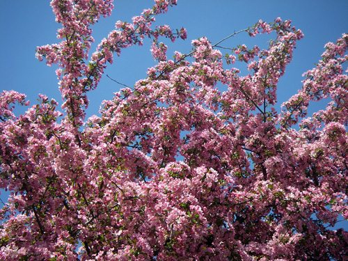 A flowering crabapple tree A flowering crabapple tree