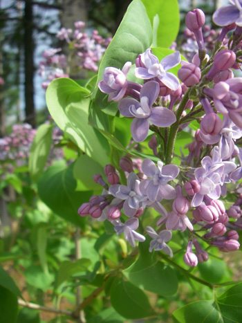 The blooms on my lilac bushes have opened