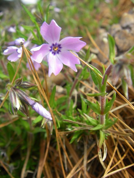 A bloom on my creeping phlox on May Day in Minnesota