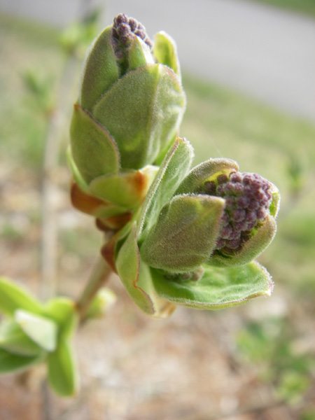 My lilac bush on May Day in Minnesota