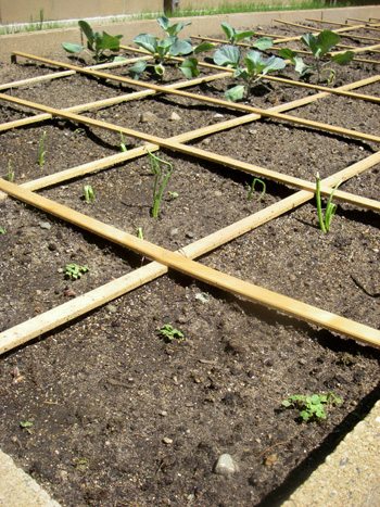 My newly planted square foot vegetable garden